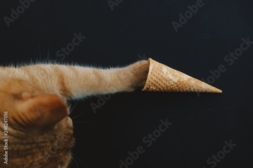 Pet cat plays with ice cream cone view from above with copy space. © ccestep8