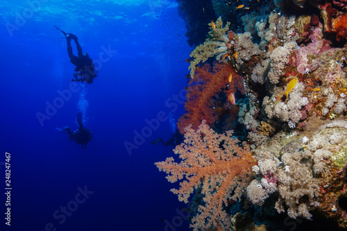 Fototapeta Naklejka Na Ścianę i Meble -  Diving the Red Sea, Egypt