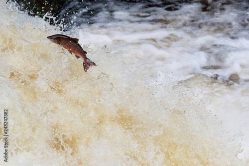 Leaping Atlantic salmon (salmo salar).