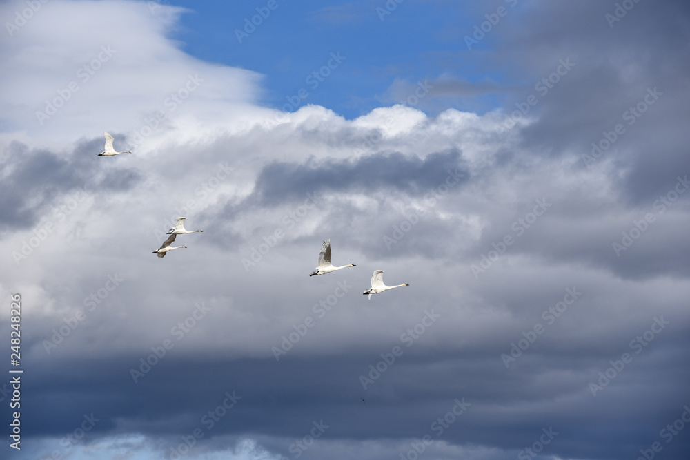 Obraz premium Storks flying with stormy sky background
