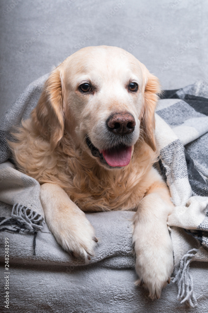 Happy cute young golden retriever dog  warms under cozy black, gray and white tartan plaid in cold winter weather. Pets care concept. Animal indoor in home or hotel bedroom. Copy space empty for text.