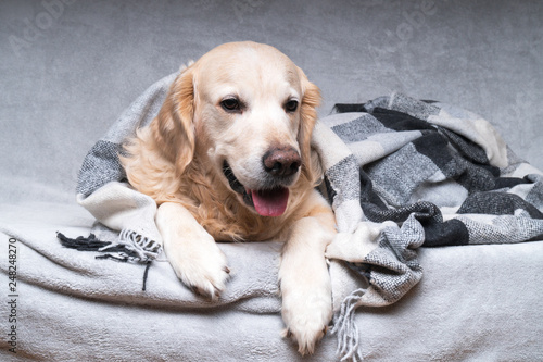 Happy cute young golden retriever dog warms under cozy black, gray and white tartan plaid in cold winter weather. Pets care concept. Animal indoor in home or hotel bedroom. Copy space empty for text.