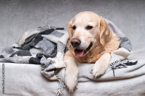 Happy cute young golden retriever dog warms under cozy black, gray and white tartan plaid in cold winter weather. Pets care concept. Animal indoor in home or hotel bedroom. Copy space empty for text.