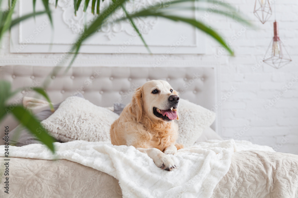 Happy golden retriever puppy dog in luxurious bright colors classic eclectic style bedroom with king-size bed and bedside table, green plants. Pets friendly  hotel or home room.