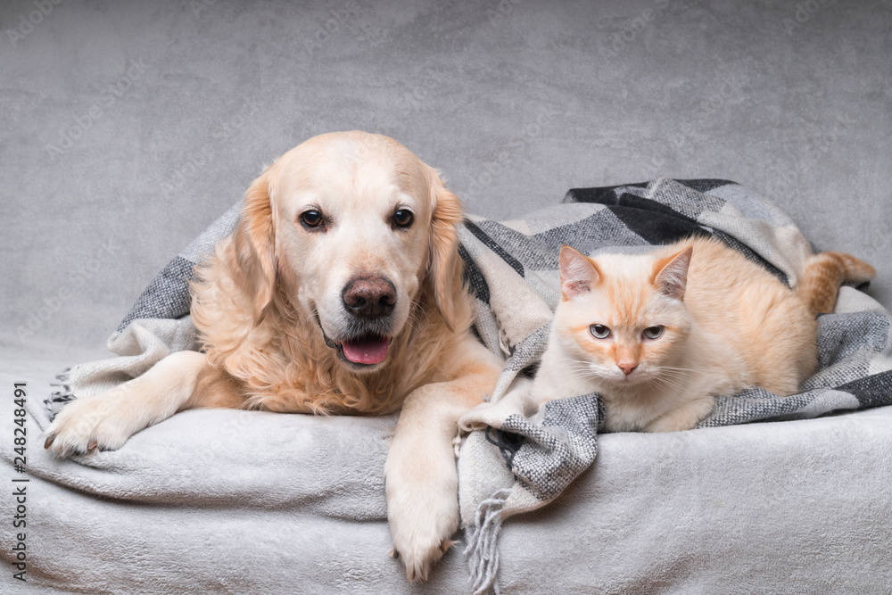 Happy young golden retriever dog and cute mixed breed ginger cat under cozy tartan plaid. Animals warms under black and white blanket in cold winter weather. Friendship of pets. Pets care concept.