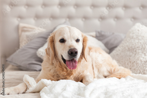 Happy smiling golden retriever puppy dog in luxurious bright colors classic eclectic style bedroom with king-size bed and bedside table. Pets friendly  hotel or home room. © prystai