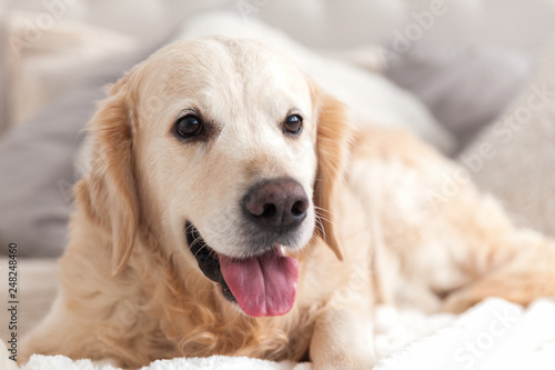 Happy smiling golden retriever puppy dog in luxurious bright colors classic eclectic style bedroom with king-size bed and bedside table. Pets friendly hotel or home room.