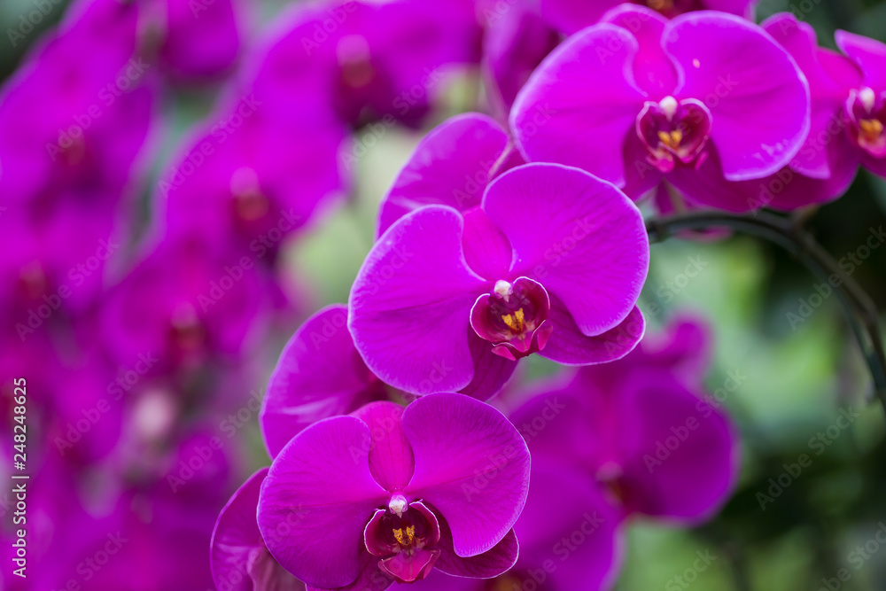 Fototapeta premium Orchids in the garden.