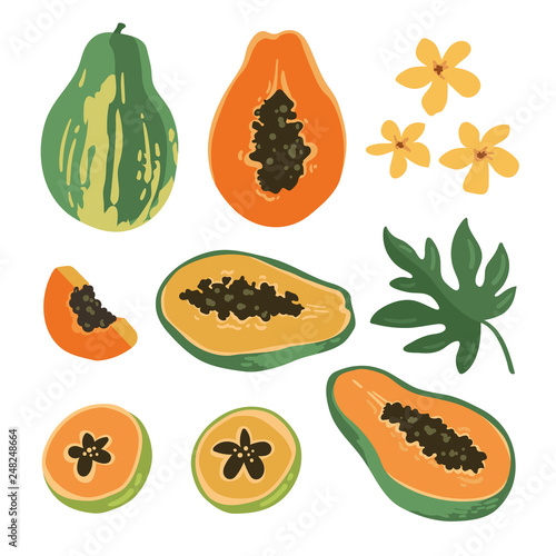 Vector summer set with papaya and flowers isolated on white background