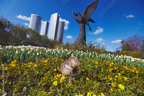 Canvas Print Views of Istanbul with cat resting inside tulips
