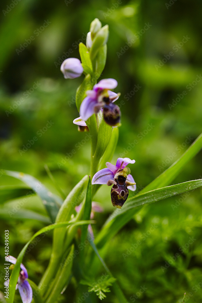 Wild rare bee orchid blooming in mediterranean area at spring Wild rare bee orchid blooming in mediterranean area at spring