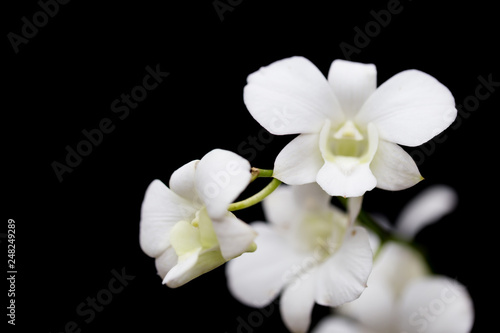 Orchids in the garden have a black background.