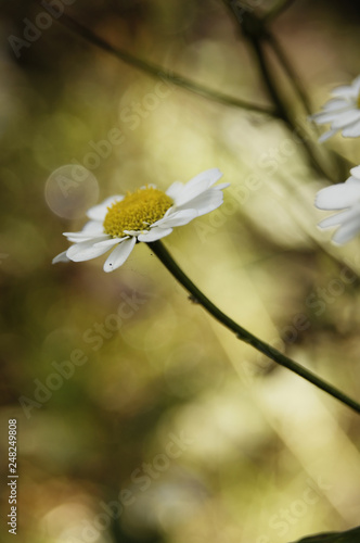 Pharmacy chamomile is medicinal plant, Daisy medicinal, bokeh in the background