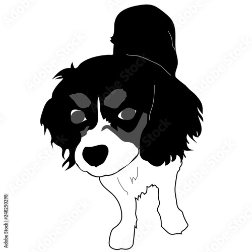 Cavalier King Charles Spaniel, Puppy Vector