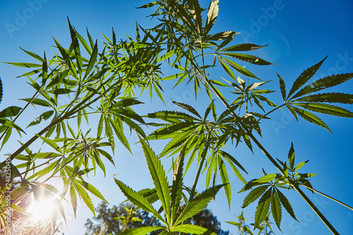 Wallpaper Mural Beautiful still life with copy space of marijuana plant on blue sky background Torontodigital.ca