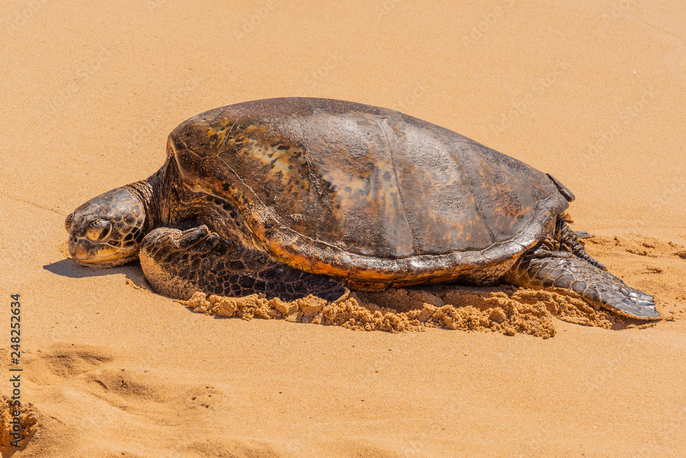 Obraz premium Sea turtle sleeping on the sand