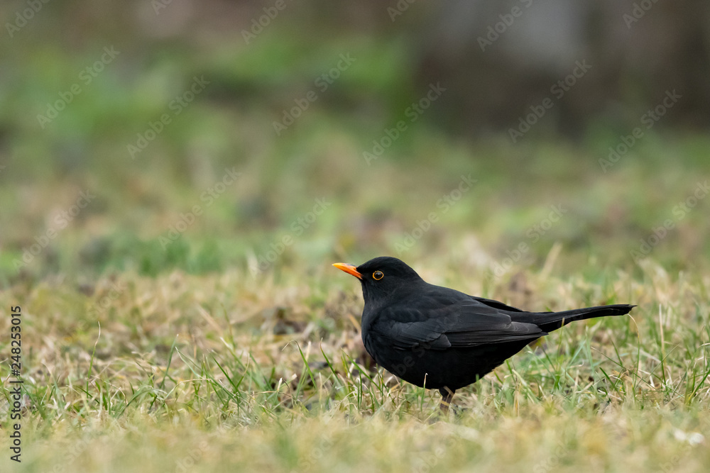 A male blackbird looking for food on the ground A male blackbird looking for food on the ground