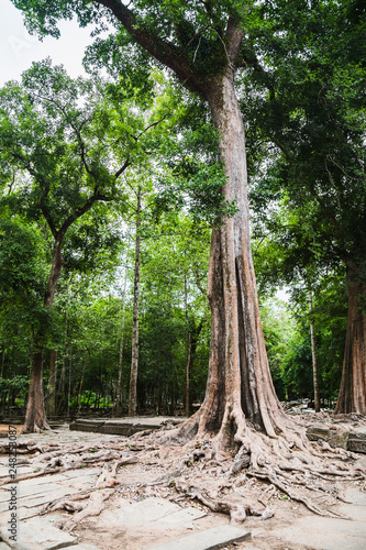 Photo of giant tree roots covering temple in Siem Reap park, Cambodia