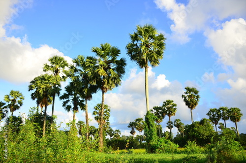 The rice field view has a large tall palm tree and green rice fields and bright sky.	