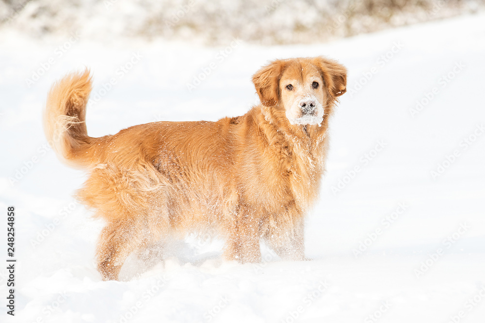 happy golden retriever dog with ice and snow on his face