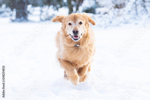 An active golden retriever dog runs fast outside in the winter snow