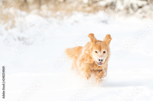 Happy golden retriever dog running and playing in the snow during winter © Mat Hayward