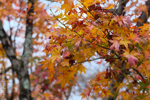 autumn leaves on tree