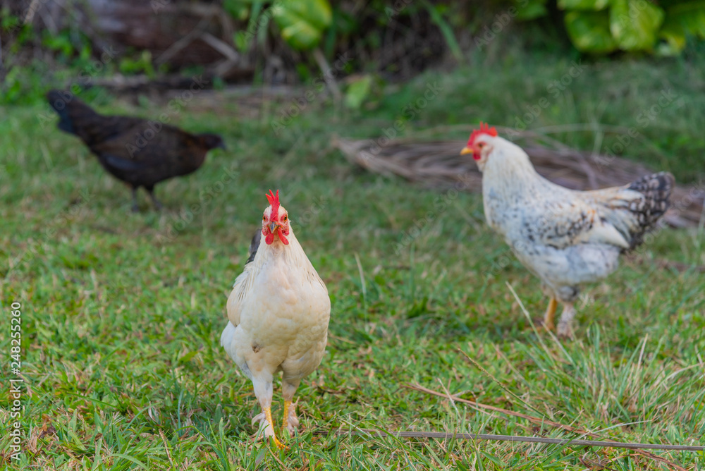 Chickens and roosters in field
