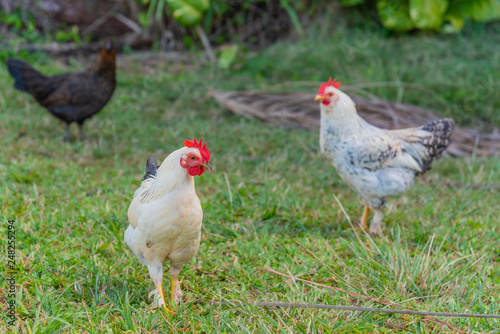 Chickens and roosters in field