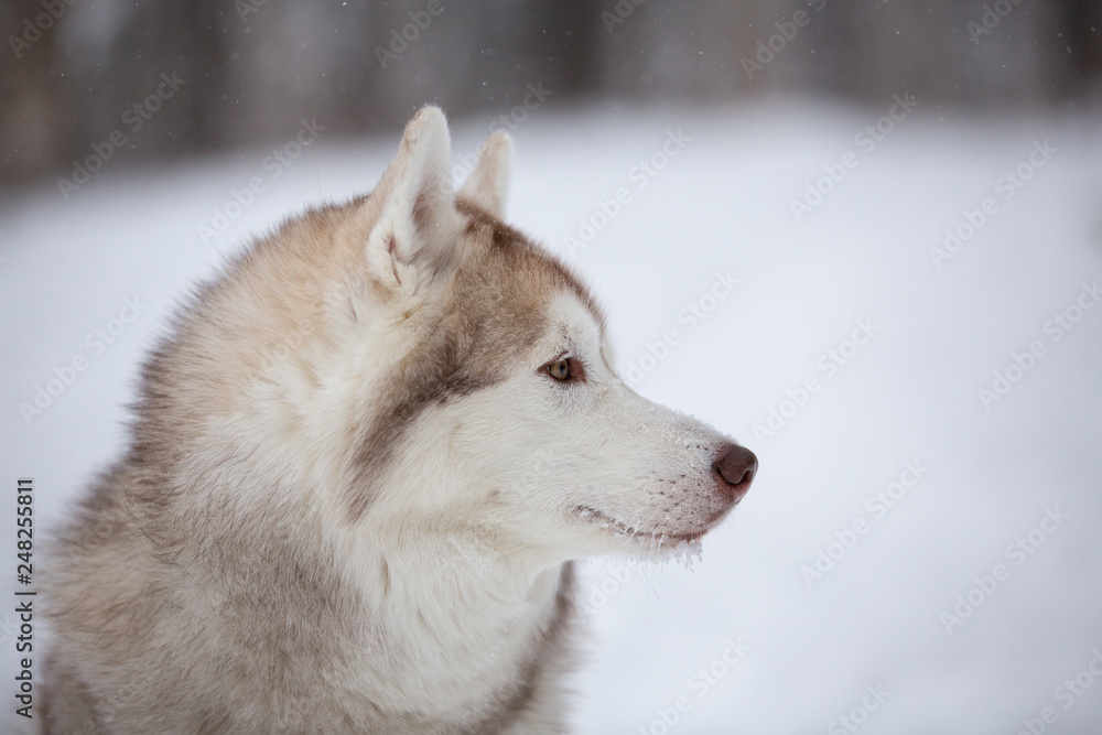 Adorable, happy and free beige dog breed siberian husky sitting on the snow in the fairy winter forest