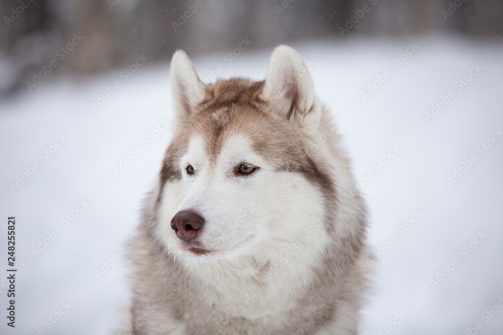 Cute, happy and free beige dog breed siberian husky sitting on the snow in the fairy winter forest Cute, happy and free beige dog breed siberian husky sitting on the snow in the fairy winter forest