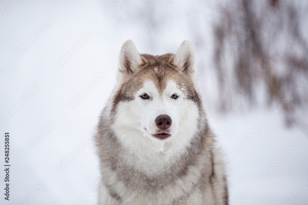 Cute, happy and free beige dog breed siberian husky sitting on the snow in the fairy winter forest