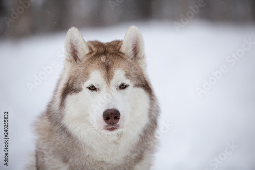 Beautiful, happy and free beige dog breed siberian husky sitting on the snow in the fairy winter forest