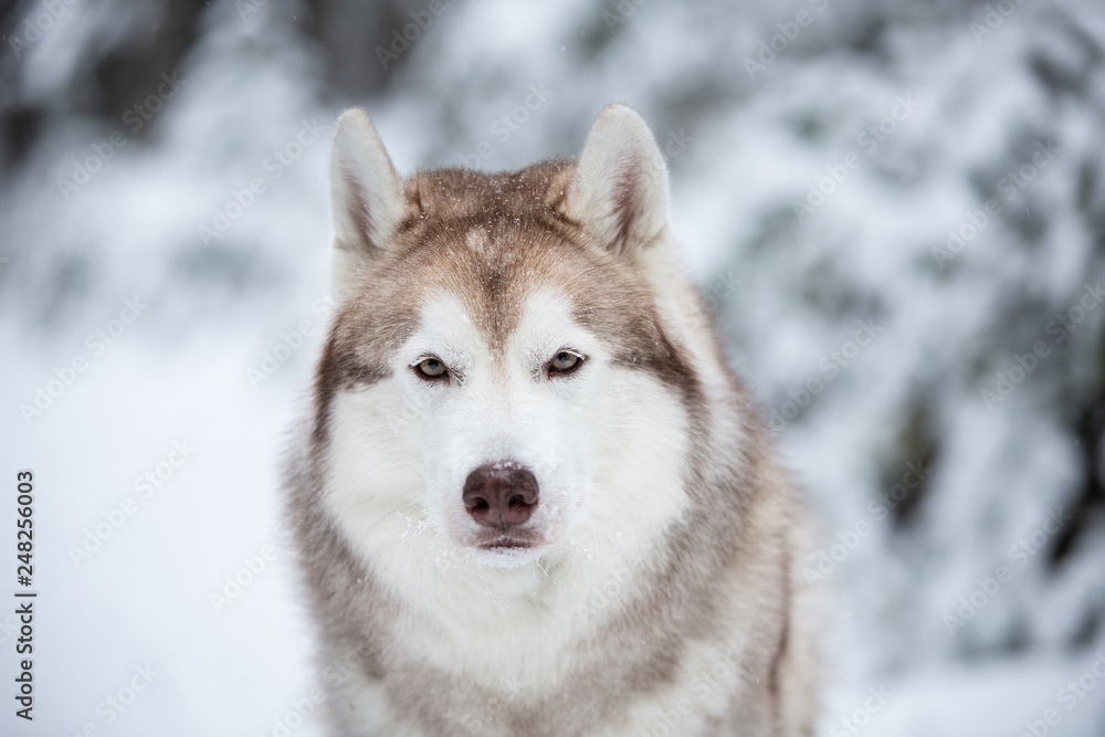 Beautiful and free Siberian Husky dog sitting on the snow in front of fir-tree in the winter forest