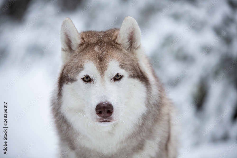 Beautiful and free Siberian Husky dog sitting on the snow in front of fir-tree in the winter forest