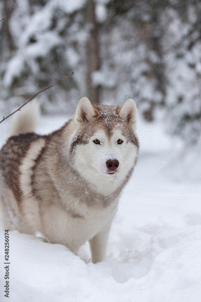 Beautiful, happy and free beige dog breed siberian husky standing on the snow in the fairy winter forest