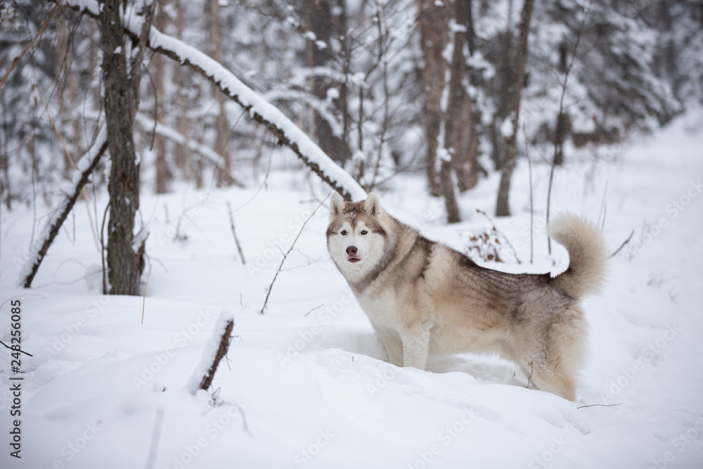 Beautiful, happy and free beige dog breed siberian husky standing on the snow in the fairy winter forest