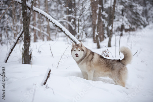 Beautiful  happy and free beige dog breed siberian husky standing on the snow in the fairy winter forest