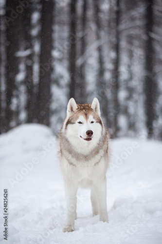 Cute and happy beige and white dog breed siberian husky sitting on the snow in the fairy forest in winter