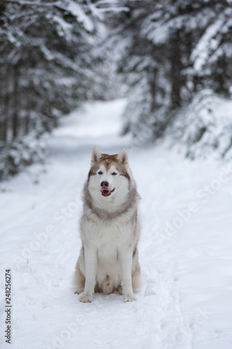 Cute and happy beige and white dog breed siberian husky sitting on the snow in the fairy forest in winter © Anastasiia