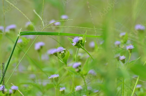 Grass flowers with soft sunlight that affect the beautiful, used as a background image