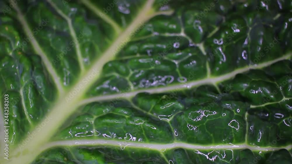 Curly Kale savoy cabbage leaf food closeup texture pattern. Seamless looping video footage Curly Kale savoy cabbage leaf food closeup texture pattern. Seamless looping video footage