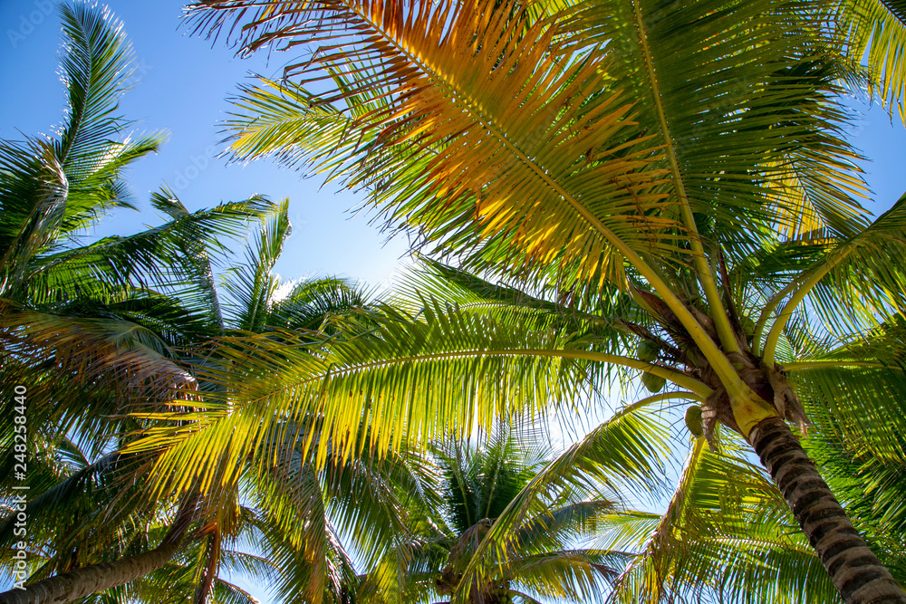 palm tree and blue sky palm tree and blue sky
