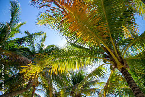 palm tree and blue sky