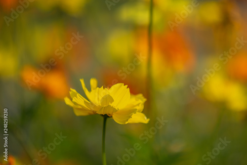 Fototapeta Naklejka Na Ścianę i Meble -  Yellow flowers are blooming