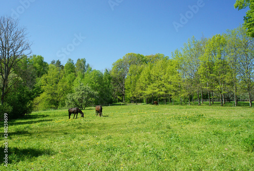 Spring in Latvia.Horses grazing on a green meadow. 