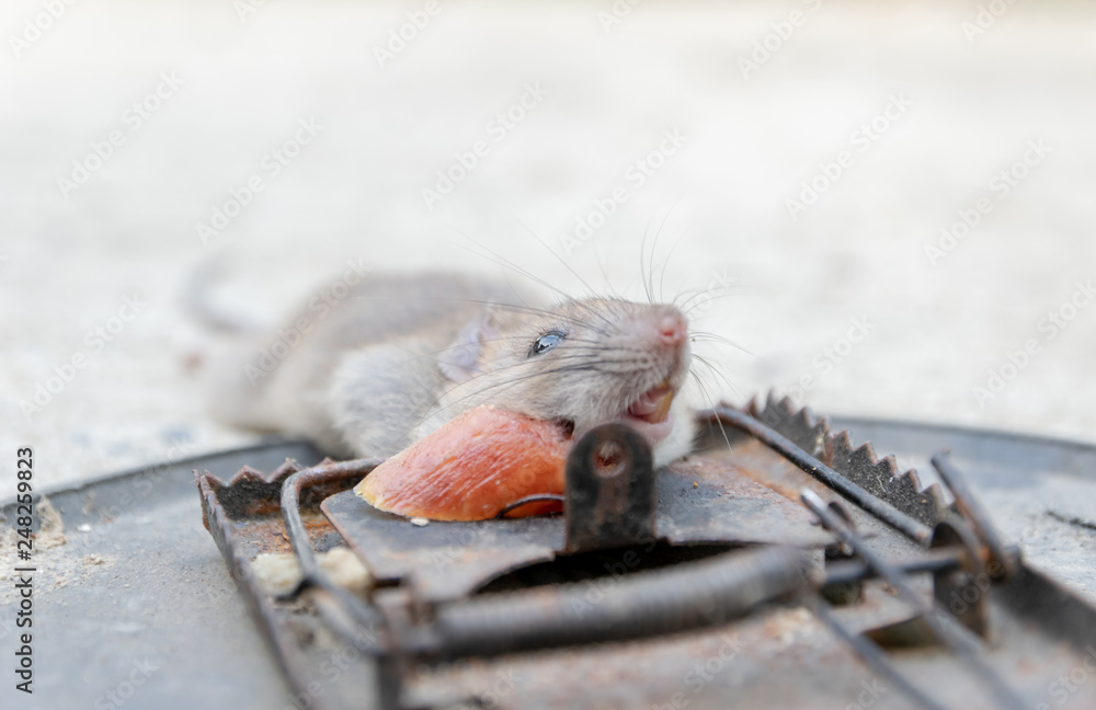 A Single Dead Mouse That Has Been Caught In A Mousetrap Stock Photo -  Download Image Now - iStock