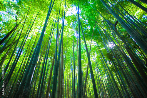 Fototapeta Naklejka Na Ścianę i Meble -  Green Bamboo forest