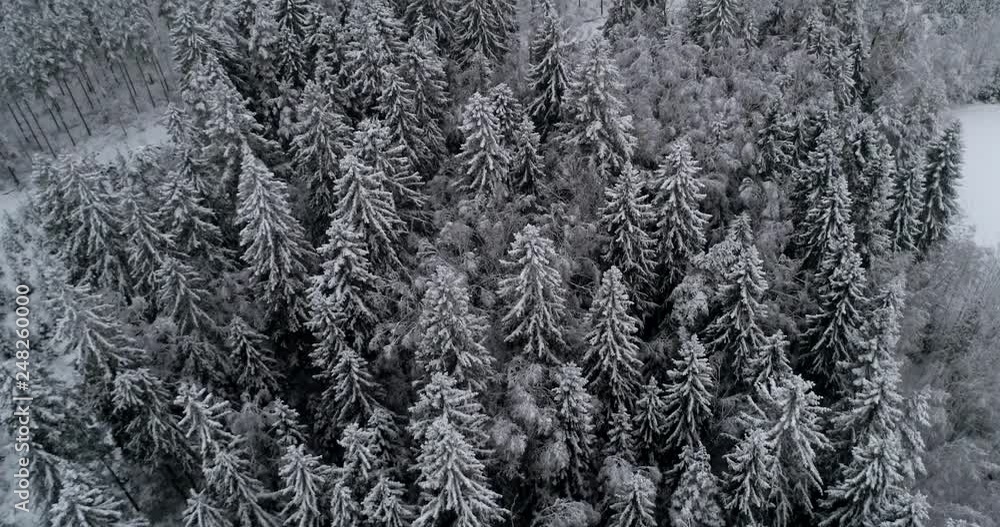 Mixed winter forest, C4k aerial, descending, tilt up,, drone shot, above dark, snowy trees, in the scandinavian woodlands, at a blizzard, on a gloomy, winter, day, in Uusimaa, Finland Mixed winter forest, C4k aerial, descending, tilt up,, drone shot, above dark, snowy trees, in the scandinavian woodlands, at a blizzard, on a gloomy, winter, day, in Uusimaa, Finland