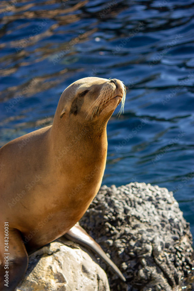 Obraz premium Seal sunning itself on rock